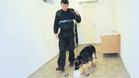 Psy využívá policie jako stopaře a hledače výbušnin a drog.