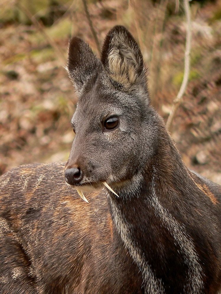 KABAR PIŽMOVÝ. Šavlozubý asijský jelen, který vypadá jako upír. Ze zavřené tlamy mu trčí špičáky,  kterými samci bojují o samice a teritorium. Dobře skáče a dokonce šplhá po křivě rostoucích stromech. Jeden z nejstarších přežvýkavců, kabaři žili už v miocénu před 5 až 25 miliony lety.