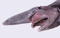 ŽRALOK ŠOTEK. Vzácný hlubokomořský druh žraloka a živá fosilie - vypadá dnes úplně stejně jako vypadal před desítkami milionů let. Žije v až ve 1300 metrové hloubce a je pomalý plavec, který přepadá kořist ze zálohy.