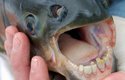 PAKU. Jihoamerická ryba příbuzná piraním. Je býložravá až všežravá a má zuby, které vypadají jako ty lidské! Jsou také větší než piraně, mohou měřit přes metr a vážit až 40 kg.