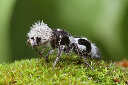 „PANDÍ VOSA“ Euspinolia militaris. Samičky nemají křídla. Parazituje na jiných vosách, včelách a čmelácích. Do hnízda naklade vajíčko a když se z něj vylíhne larva, požírá potomky hostitele. Její žihadlo je údajně tak bolestivé, že omráčí i krávu.