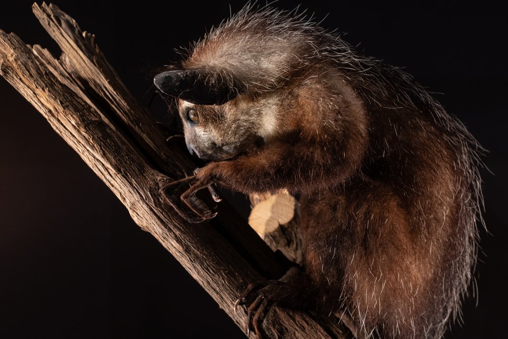 KSUKOL OCASATÝ. Noční poloopice z Madagaskaru. Má řezáky, které mu stejně jako hlodavcům neustále dorůstají a kterými se prohlodává do dřeva za larvami. Ty ale nejprve vyhledá podobně jako datel: Svým nápadně prodlouženým prstem klepe na dřevo a poslouchá, kde je dutina s larvou.