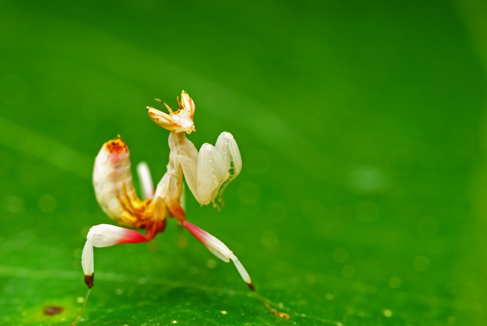 KUDLANKA ORCHIDEJOVÁ. Dravý hmyz, který se maskuje jako květ tropické orchideje. Její čtyři kráčivé končetiny vypadají jako okvětní plátky. Hmyz, který se jimi nechá zlákat, pak stejně jako u jiných kudlanek popadnou přední uchopovací končetiny.