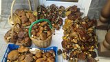 Vojáci zakázali houbařům vstup do lesa: Naštvané obyvatele podporuje hejtman