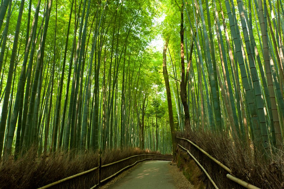 Bambusový les Sagano, Japonsko