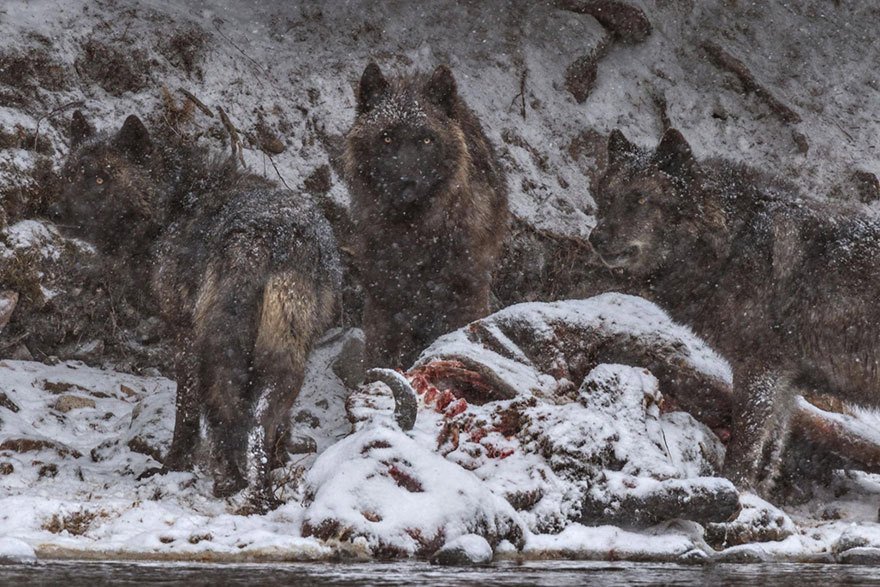 Toto jsou podle magazínu National Geographic nejlepší fotografie letošního roku