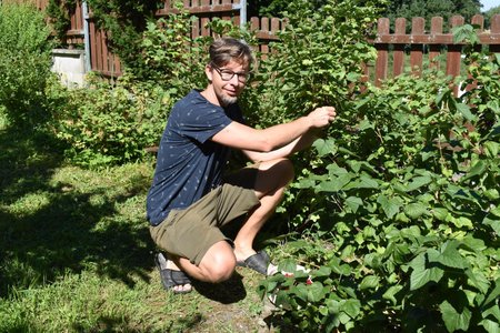 Z jednoho keře rybízu vyrobí 12 sklenic marmelády.