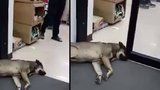 Nejlínější pes světa: Neuhne ani, když mu automatické dveře vrážejí do čumáku