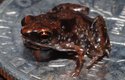 Méně než centimetr dlouhá žabka Paedophryne amanuensis je výborný skokan – jedním skokem překoná vzdálenost 30x větší, než je délka jejího těla