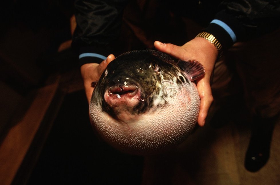 Japonská ryba fugu