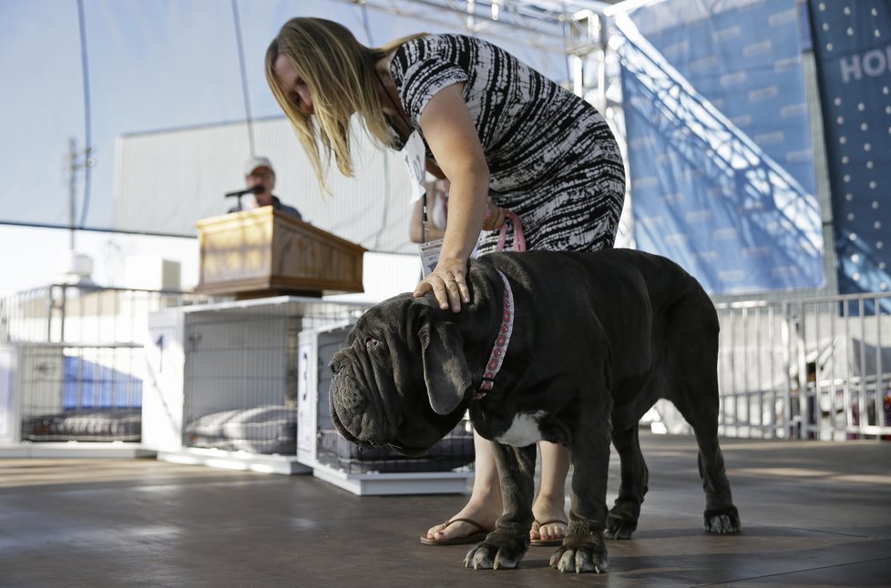 Martha, vítězka soutěže o nejošklivějšího psa světa