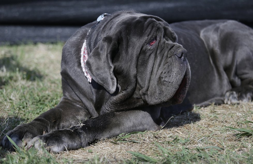 Martha, vítězka soutěže o nejošklivějšího psa světa