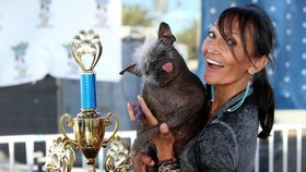 Známe vítěze titulu nejošklivější pes světa! Jeho vzhled vás odbourá