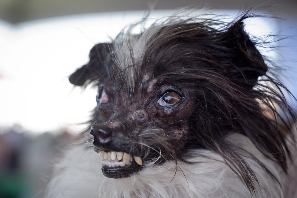 Krasavec jménem Peanut majitelky Holly Chandler z Greenville v Severní Karolíně se letos stal vítězem mezinárodní soutěže o nejošklivějšího psa světa v Petalumě v Kalifornii.