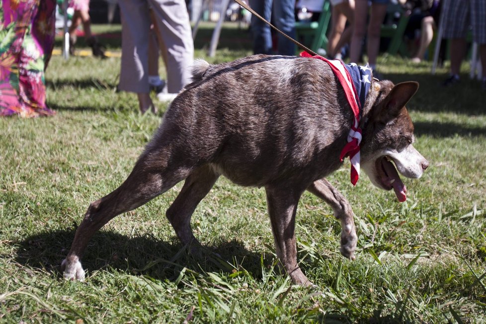 Pejsek s příznačným jménem Quasi Modo, holandský ovčácký pes