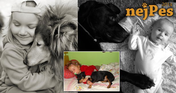 V soutěži NejPes si můžete prohlídnout krásné fotky psů a jejich nejmenších kamarádů.
