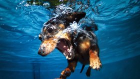 Originální fotografie psů pod vodou od Setha Casteela z Littlefriendsphoto.com nedávno obletěly svět.