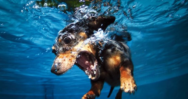 Originální fotografie psů pod vodou od Setha Casteela z Littlefriendsphoto.com nedávno obletěly svět.