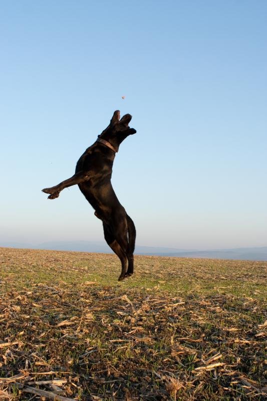 Napodobení delfína v podání labradora Baddyho