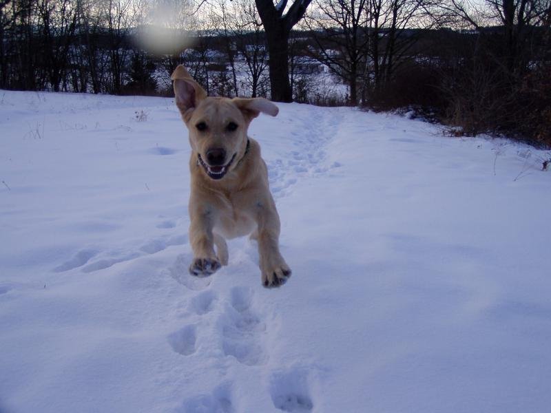 Labrador Ziggy a jeho nelíčená radost ze sněhu