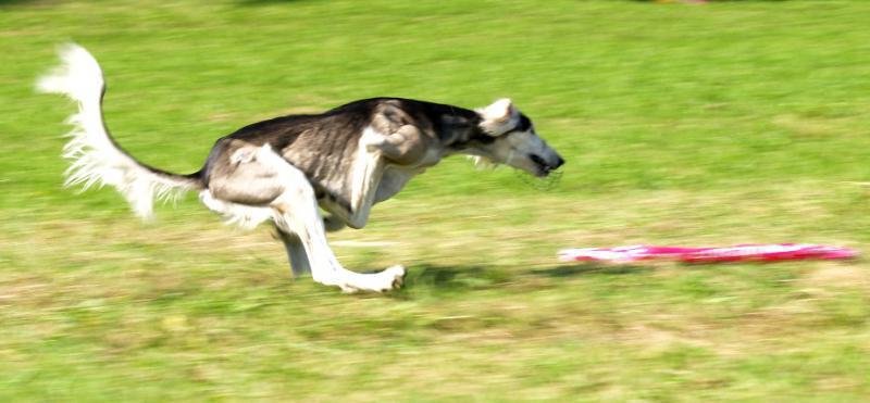 Jako každý správný chrt, dokáže i Saluki Faruk vyvinout v běhu neuvěřitelnou rychlost.