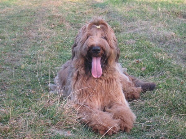 Briard Ducky vesele vyplazuje jazyk. Už se těší na granulky, které vyhraje.