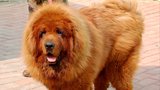 Nejdražší pes světa? Tibetský mastif za 26,6 milionu Kč!
