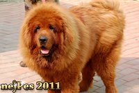 Nejdražší pes světa? Tibetský mastif za 26,6 milionu Kč!