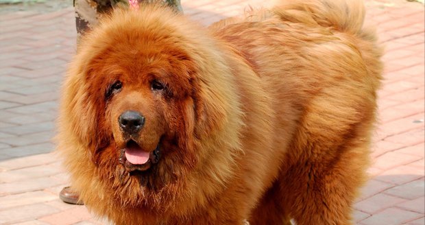 Červený tibetský mastif stál čínského uhlobarona 26,5 milionu korun.