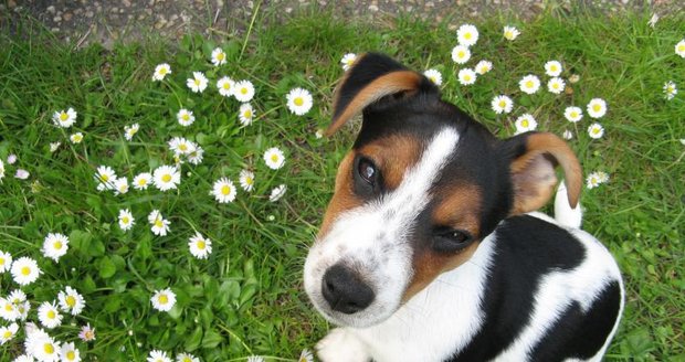 Odhaduje se, že v Česku jsou asi dva miliony psů.