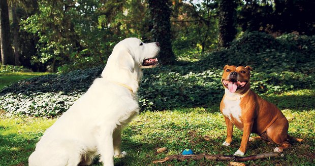 Podle veterinářů je každý pátý pes v České republice napaden řadou vnitřních parazitů. 