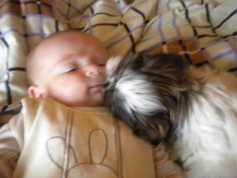Maltézský psík s miminkem měl první den 700 hlasů.