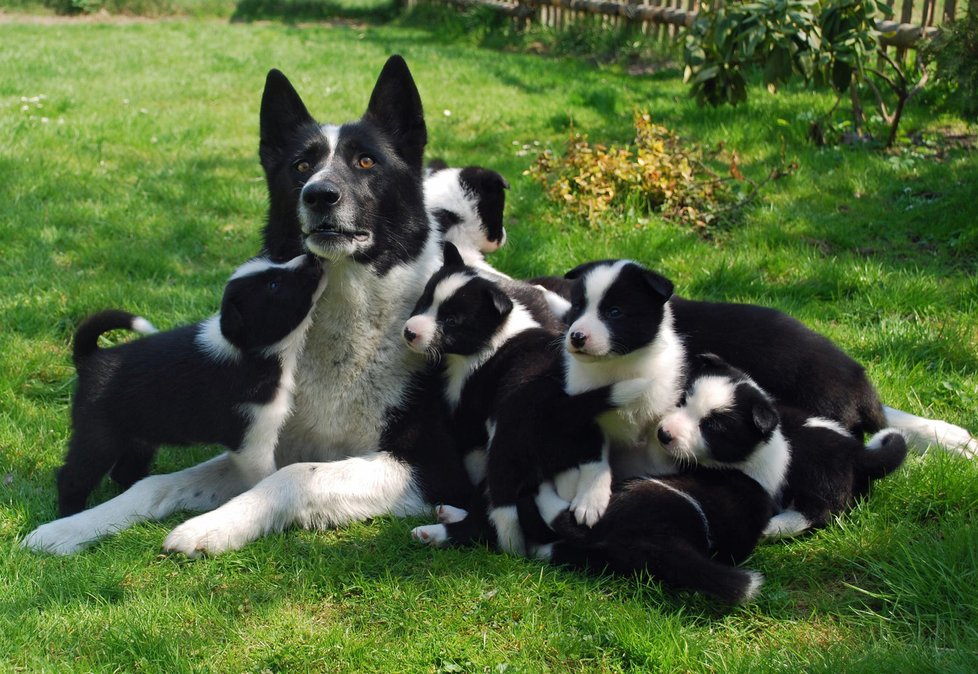 Šest psích kluků a čtyři holčičky dávají mámě Tuikku pořádně zabrat.