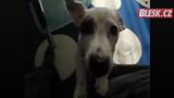 VIDEO: Nejšílenější psí hry v soutěži nejPes 2010