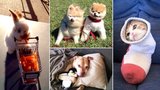 Ááách: Ty nejroztomilejší fotky zvířat ze sociálních sítí!