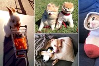 Ááách: Ty nejroztomilejší fotky zvířat ze sociálních sítí!