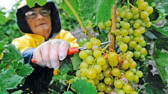 Deště a strach z hniloby nutí vinaře sklízet dříve