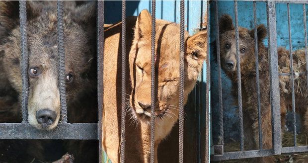 Nejsmutnější zoo světa: Zvířata v ní přežívají na zbytcích z jatek. Lvice šílenstvím bouchá hlavou o klec