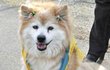 Nejstarší - Nejstarším stále žijícím psem světa je fenka křížence Pusuke z Japonska. Je jí 26 let, velmi zhruba přepočítáno na lidský věk tedy asi 185 let. Nejstarším psem v historii byl zřejmě »stařeček« Bluey, který zemřel v roce 1939 v Austrálii ve věku úctyhodných 29 let.