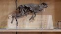Nejstrašidelnější exponáty muzeí: Mumifikovaná kočka