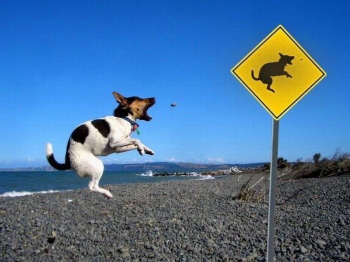 Pozor na nízko letící psy