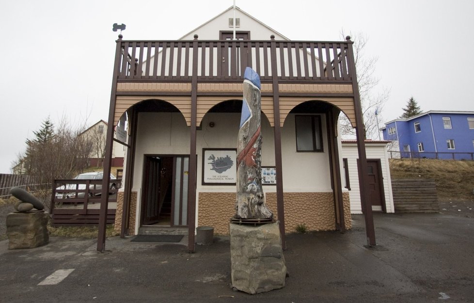 Muzeum penisů na Islandu se může pochlubit více než 300 exempláři od 93 zvířat.