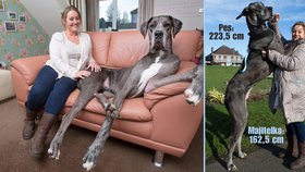Freddy je největší pes Británie: Tenhle obr měří 223,5 cm a pořád roste!
