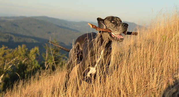 Psí plemena: Německá doga, největší pes světa