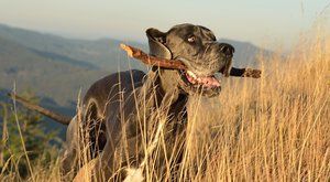 Psí plemena: Německá doga, největší pes světa