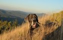Německá doga je největší pes na světě