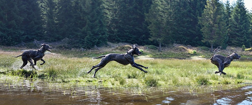 Německá doga je největší pes na světě