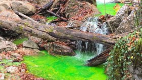 Horský potok Lainbach v Bavorsku září neonově zeleně.
