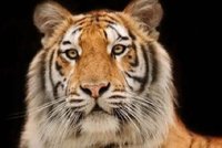 Tygr pokousal ošetřovatelku v zoo: Křik ředitele a zásah vrtulníku