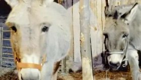 Oslíky Maxe a Lily týrali vandalové v živém betlému.